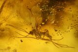 Fossil Spider Exuviae and Four Flies in Baltic Amber #166264-4